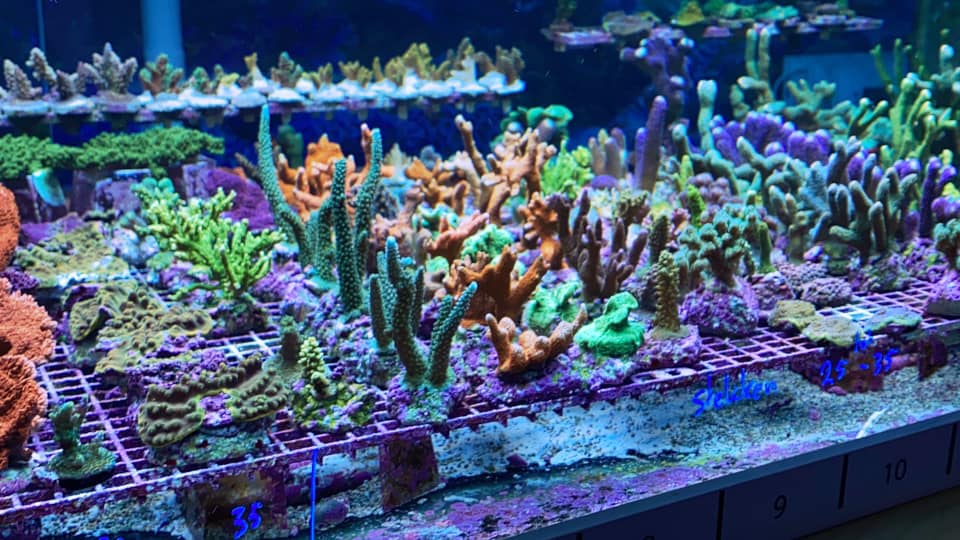 Zeewater aquaria met koraal