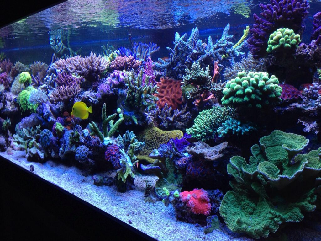 koraal bak openingstijden