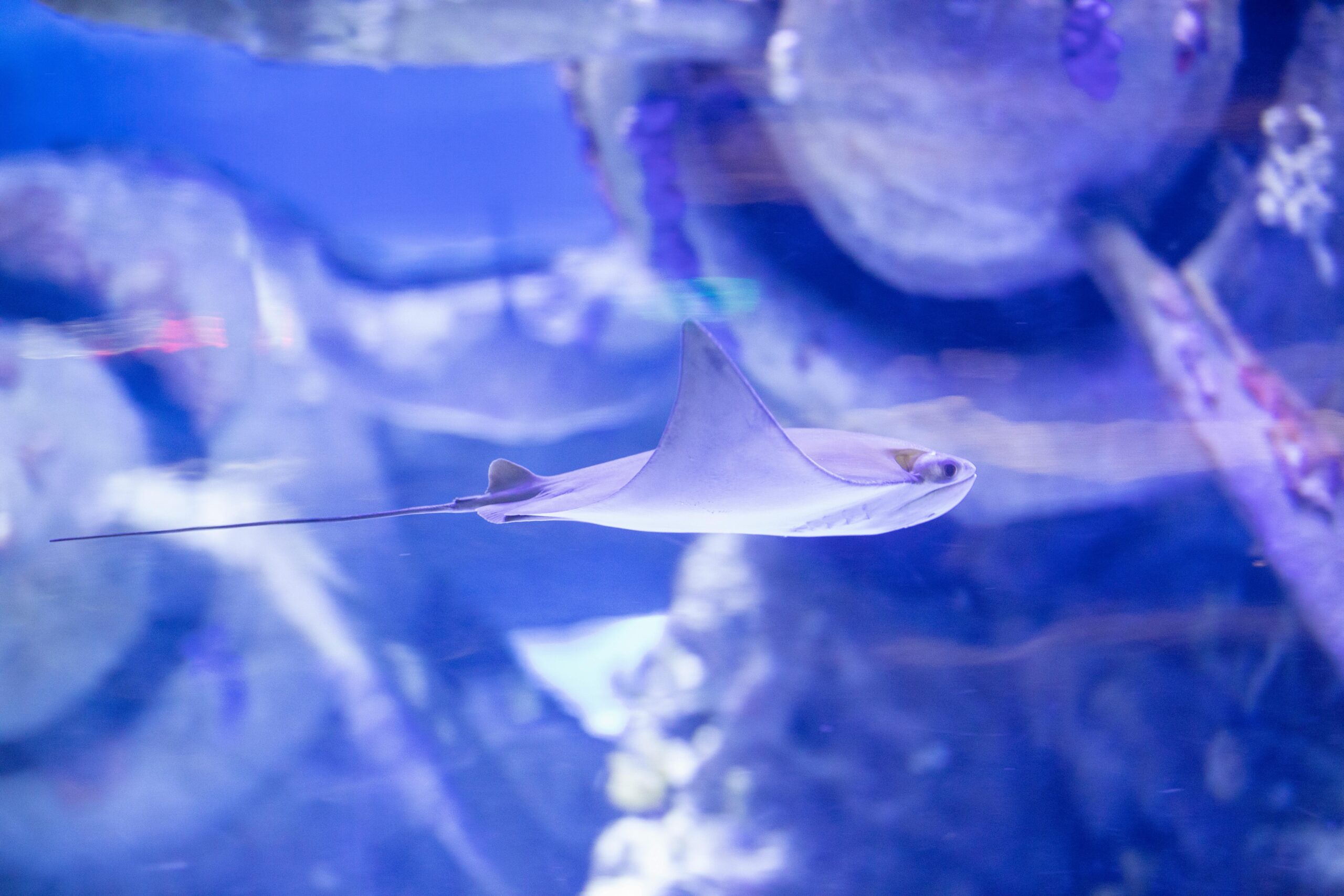 Nieuw koraal wennen aan een zeeaquarium zonder stress