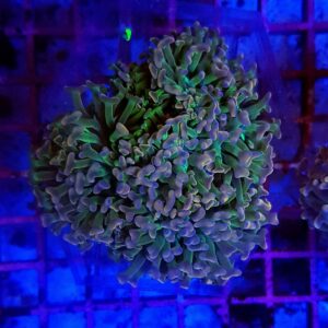 Euphyllia ancora (Special Colored) L