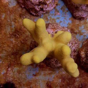 Porites cylindrica (Yellow) XL