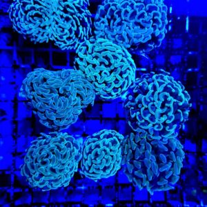 Euphyllia paraancora (Green) (price per head) Aust.