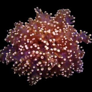 Euphyllia yaeyamaensis (Orange-Pink) (1 hd.)
