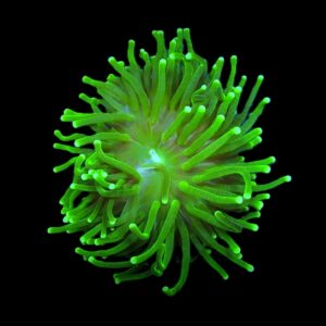 Euphyllia glabrescens (Green) (Ultra) (1 hd.)