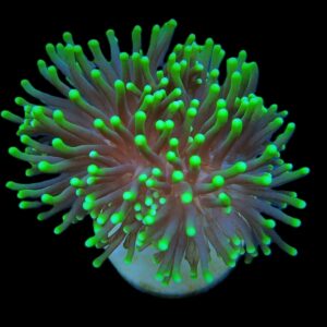 Euphyllia glabrescens (Green) (Premium) (1 hd.)