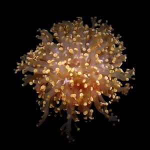 Euphyllia paradivisa (Orange-Pink) (1 hd.)