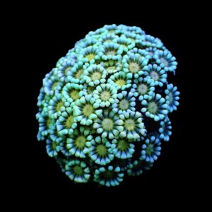 Alveopora spp. (Premium) (frag)