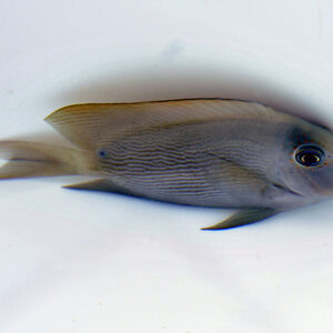 Ctenochaetus striatus M
