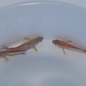 Paracirrhites arcatus