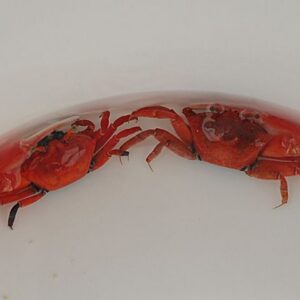 Uca crassipes