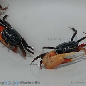 Uca tetragonon
