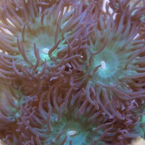 Duncanopsammia axifuga (2 polyps)