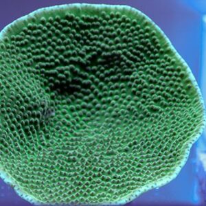 Turbinaria mesenterina L