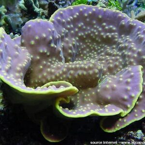 Turbinaria reniformis M