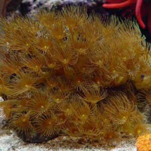 Parazoanthus gracilis (Yellow) XL