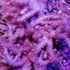 Klyxum spp. (Colt) L