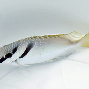 Siganus virgatus M