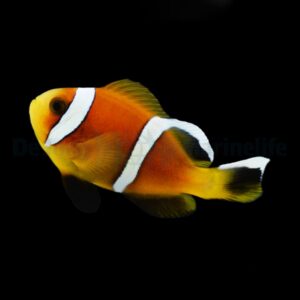 Amphiprion omanensis – DJM Bred