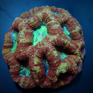 Acanthastrea bowerbanki (Premium) S