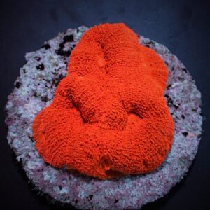 Acanthastrea bowerbanki (Ultra) L