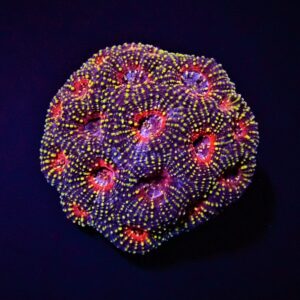 Acanthastrea echinata (Premium) S