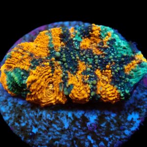 Acanthastrea echinata (Ultra) (frag)