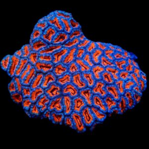 Acanthastrea lordhowensis (Premium) S