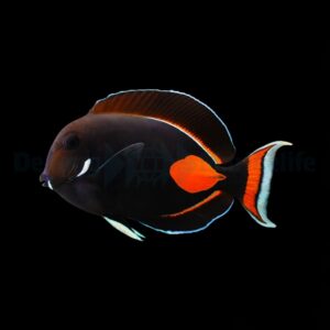 Acanthurus achilles L