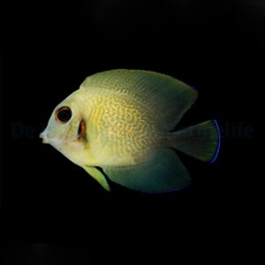 Acanthurus chronixis M