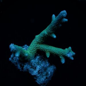 Acropora abrolhosensis L