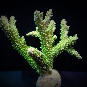 Acropora abrotanoides L