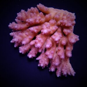 Acropora anthocercis XXL