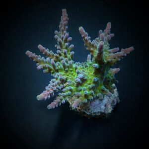 Acropora austera M