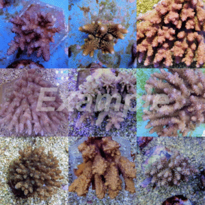 Coral pack - Acropora (Common) (Small) (5 pcs)