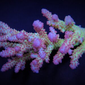 Acropora spp. (Coral Sea) (Ultra) 3XL