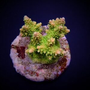 Acropora divaricata S