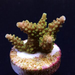 Acropora divaricata (frag)