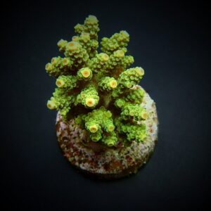 Acropora florida S