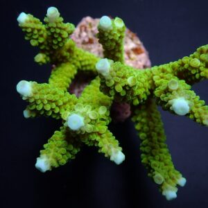 Acropora formosa (Blue tip) S
