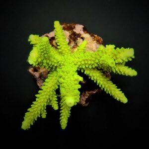 Acropora formosa (Green) S