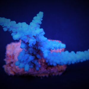 Acropora gomezi XL