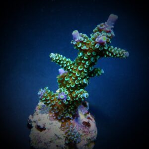 Acropora hoeksemai L