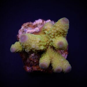 Acropora humilis (Green) XL