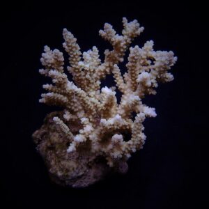 Acropora kimbeensis S