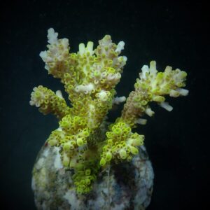 Acropora latistella L