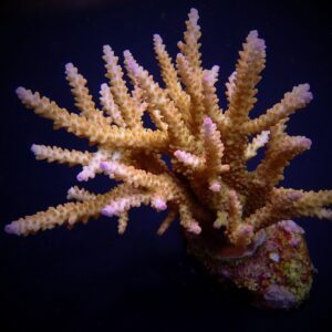 Acropora loisetteae XL