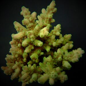 Acropora loripes S