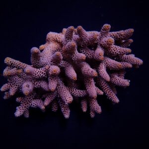 Acropora millepora S