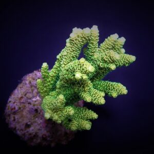 Acropora millepora (Yellow-Green) M