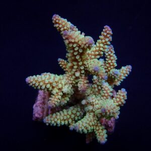 Acropora nasuta S